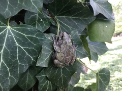 Hyla versicolor