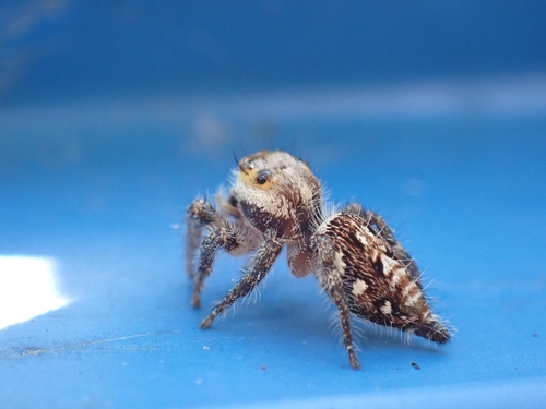 Heavy-bodied Jumper