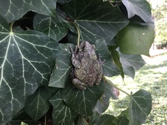 Hyla versicolor