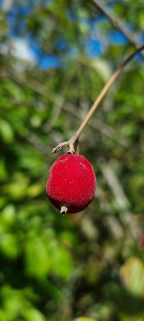 Guettarda pohliana
