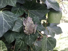 Hyla versicolor