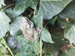 Hyla versicolor