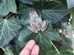 Hyla versicolor