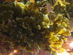 Zonaria aureomarginata