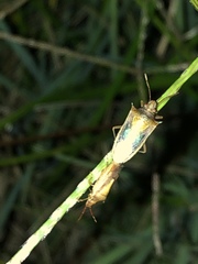 Oebalus