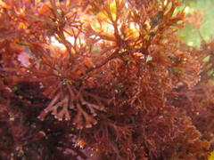 Melanthalia abscissa