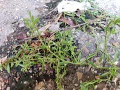 Polypremum procumbens