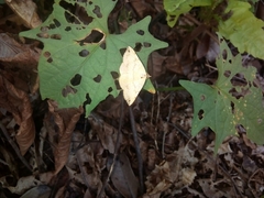 Hemeroplanis scopulepes