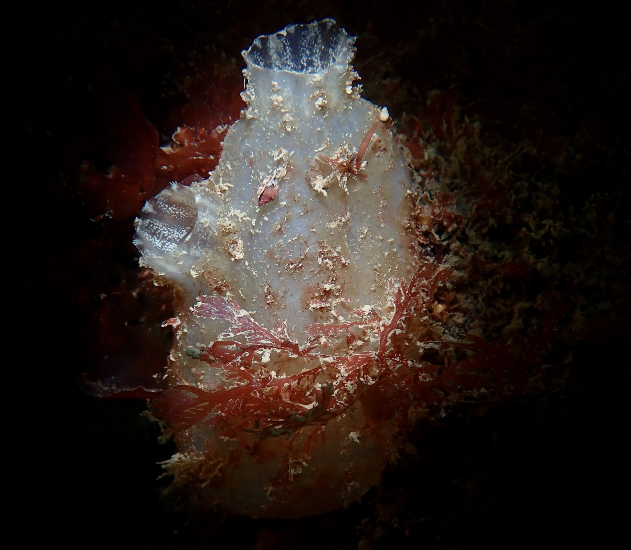 Ascidiella aspersa (Müller, 1776)