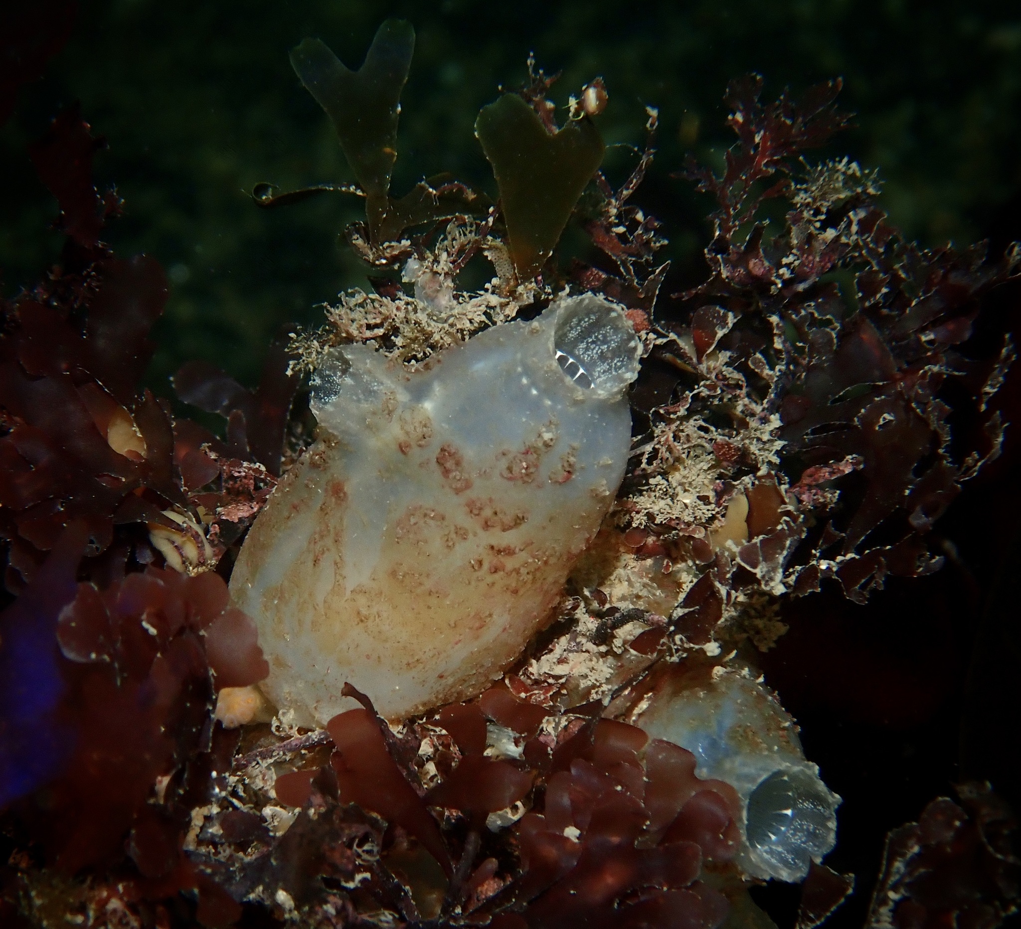 Ascidiella aspersa (Müller, 1776)