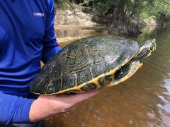 Pseudemys concinna suwanniensis