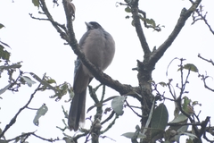 Garrulus lanceolatus