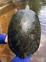 Pseudemys concinna suwanniensis