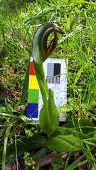 Pterostylis cucullata