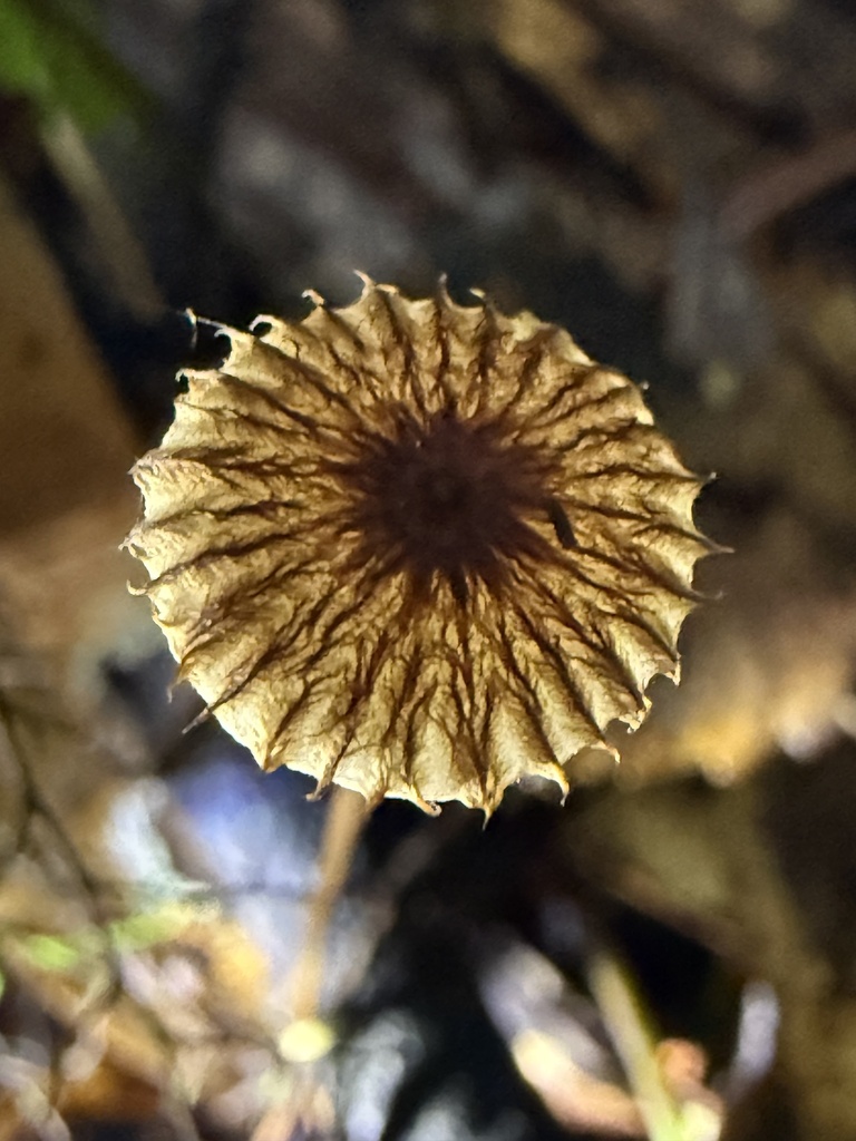 Crinipellis procera · May 2025 · photo: © lizid (iNaturalist, cc-by)