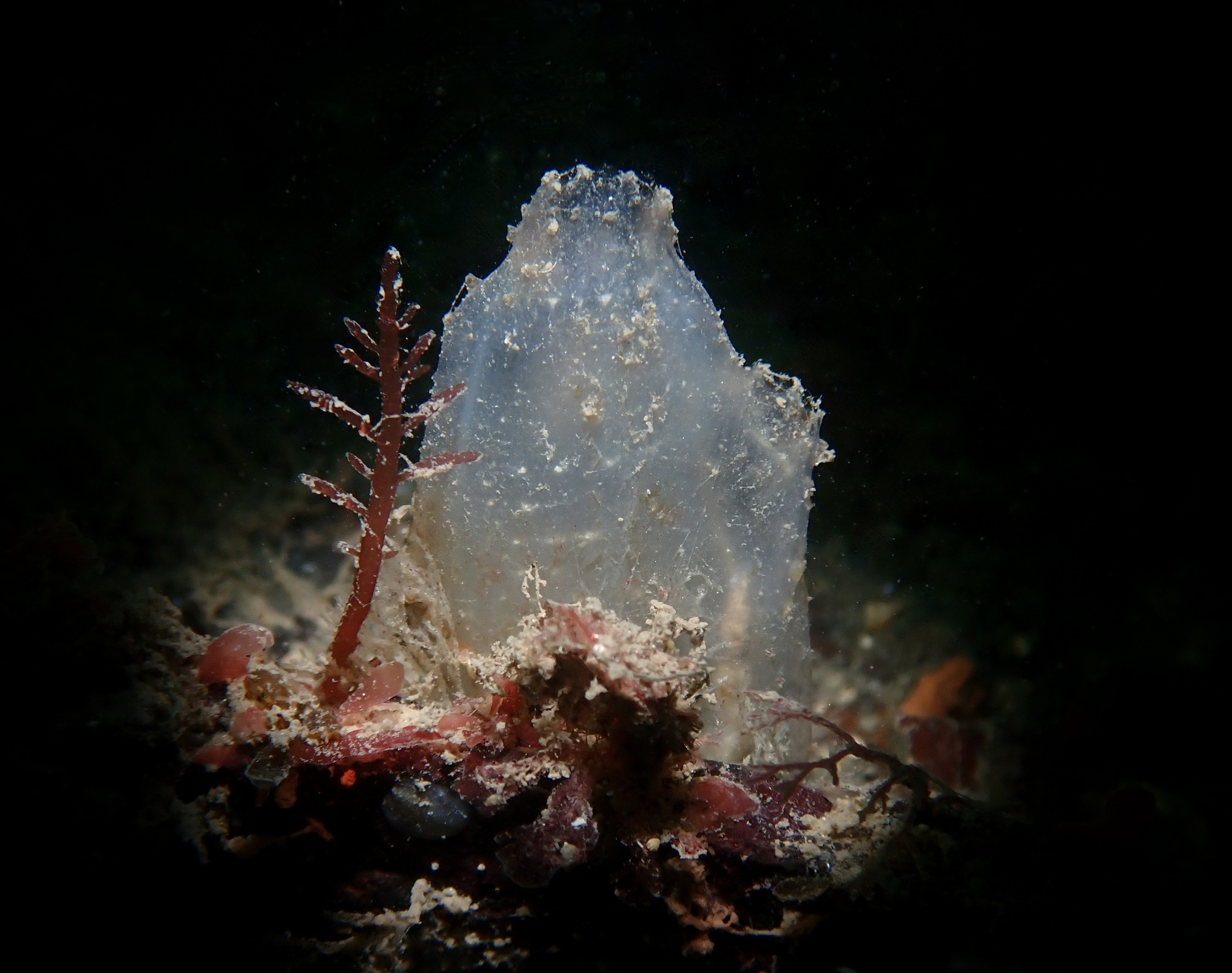 Ascidiella aspersa (Müller, 1776)