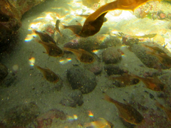 Pempheris adspersa