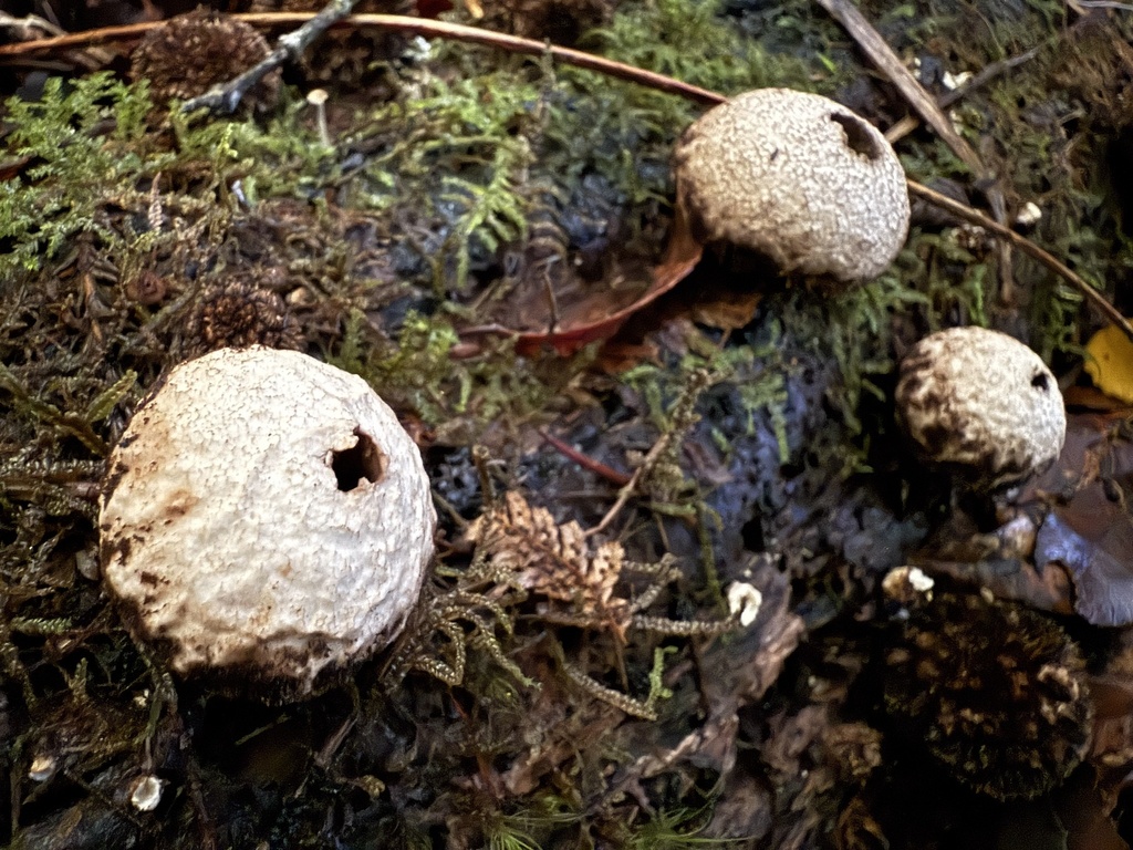 Lycoperdon compactum · May 2025 · photo: © lizid (iNaturalist, cc-by)