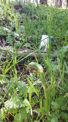 Pterostylis cucullata