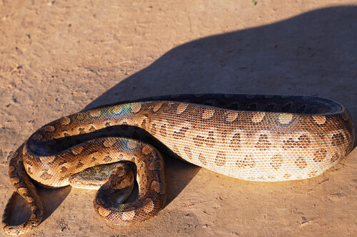 Rainbow Boa observed near General Güemes, AR-CC, AR, (c) lugagliardi, some rights reserved (CC BY-NC)