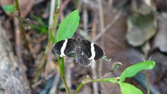 Trichodezia albovittata