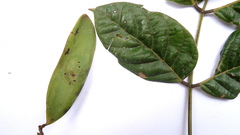 Tachigali densiflora