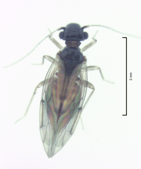 Ectopsocus axillaris