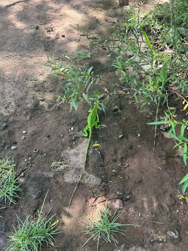 Green Iguana