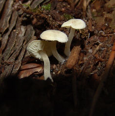 Biannulariaceae