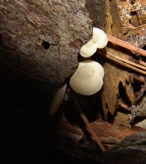 Biannulariaceae