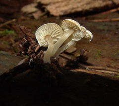Biannulariaceae