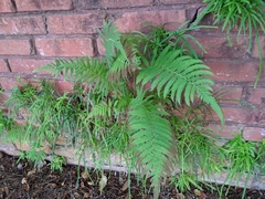Thelypteridoideae