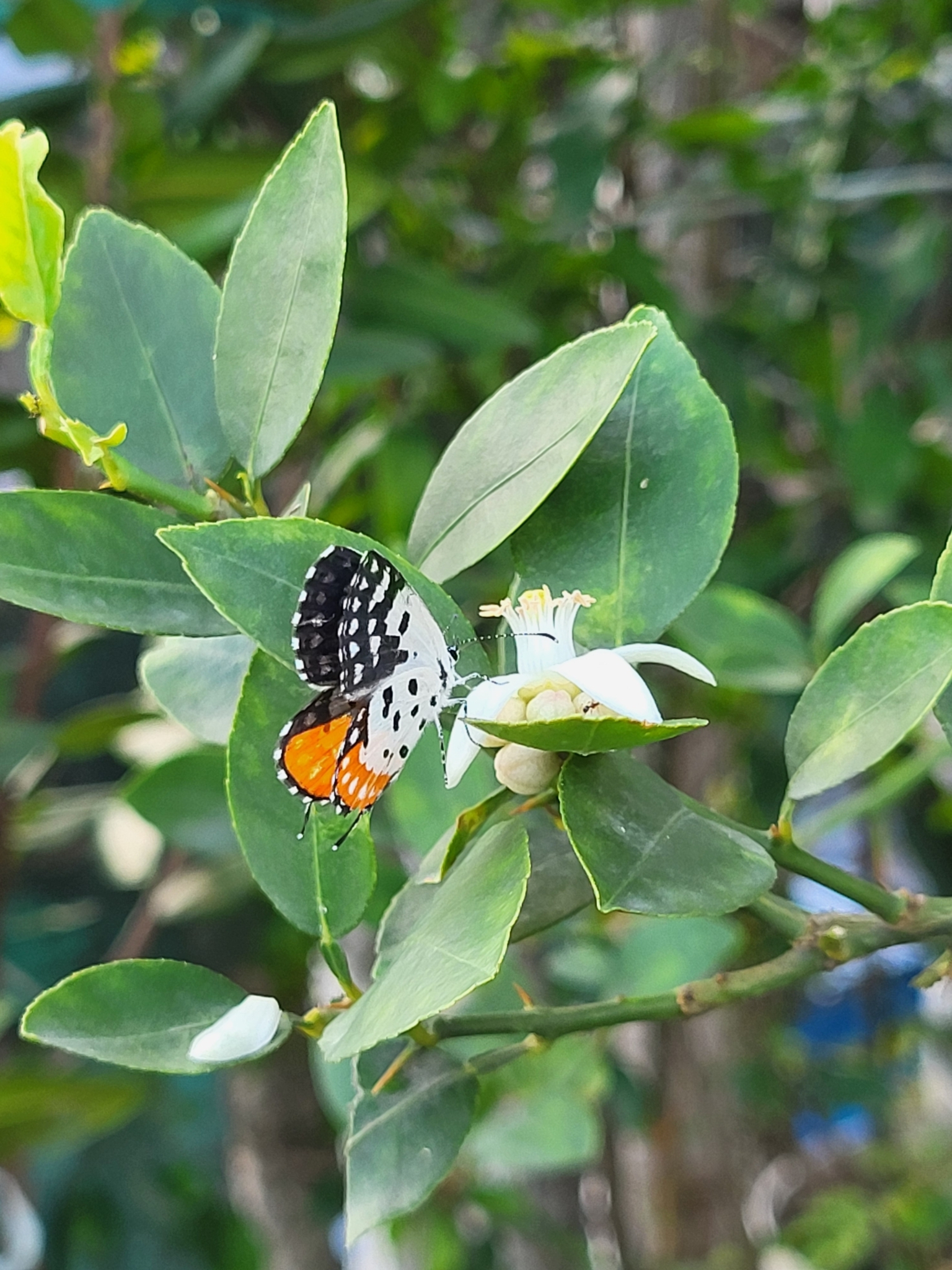 Red Pierrot
