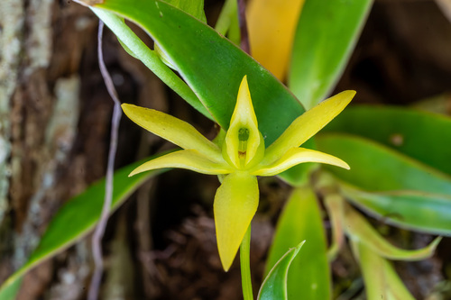 Angraecum ferkoanum