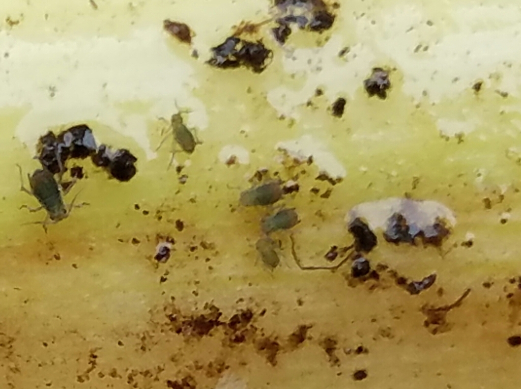 Rhopalosiphum enigmae