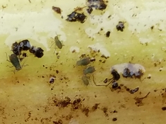 Rhopalosiphum enigmae