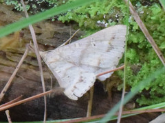 Renia flavipunctalis