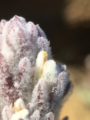 Castilleja schizotricha