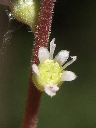 Image of Ozomelis diversifolia by (c) Matt Berger, some rights reserved (CC BY)
