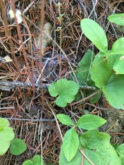 Ozomelis diversifolia