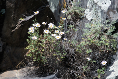 Chrysanthemum sinuatum