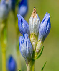 Gentiana decumbens