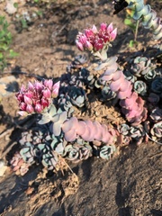 Sedum laxum