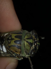 Neotibicen latifasciatus