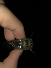 Neotibicen latifasciatus