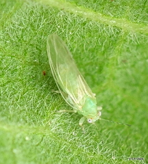 Bactericera lavaterae