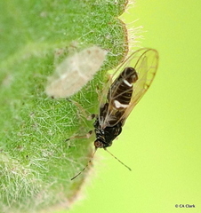 Bactericera lavaterae
