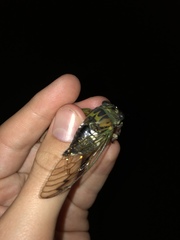 Neotibicen latifasciatus