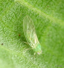 Bactericera lavaterae
