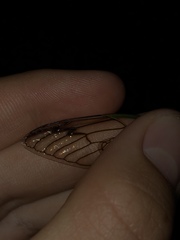 Neotibicen latifasciatus